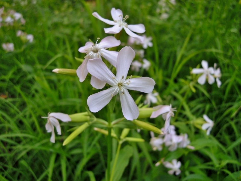 Saponaria officinalis / Saponaria comune